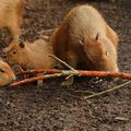 Le Capybara