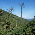 Deux jours aux Cameron Highlands