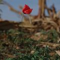 Le coquelicot solitaire...