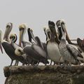 Pelicans thage