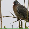 Les oiseaux du jardin