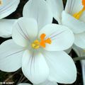 Les crocus fleurissent à l'approche du printemps