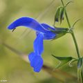 Une belle sauge un peu frileuse aux grandes fleurs bleues