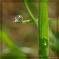 ...je vous offre une petite perle de pluie...