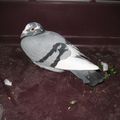 Histoire d'un pigeon voyageur