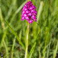 Orchis pyramidal