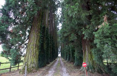 L'ALLEE DE SEQUOIAS DE VILLENEUVE EN MONTAGNE. SAÔNE ET LOIRE, 71390. LIEU DIT : LA CHAPELLE DE VILLARD. 19 JUILLET 2013.