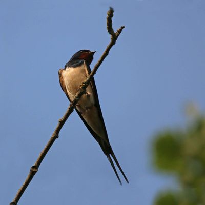 Hirondelles