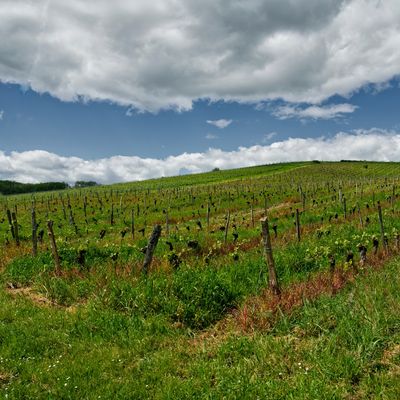 Le Réveil des Vignes.