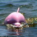 Le dauphin rose