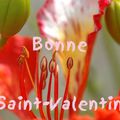 BONNE SAINT-VALENTIN