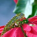 FAUNE DE MADAGASCAR (  PHOTOS A.VIOLET)