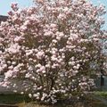 Magnolias for ever