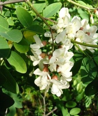 Beignets aux fleurs d'acacia