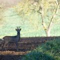 Chevreuil en alerte