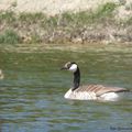 Bernache du canada, Branta canadensis