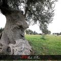 - L'olivier pensant : cet arbre incroyable existe vraiment en Italie