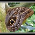 Caligo eurilochus (papillon-chouette)
