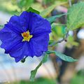 Un arbuste frileux à la remarquable floraison bleue ! 