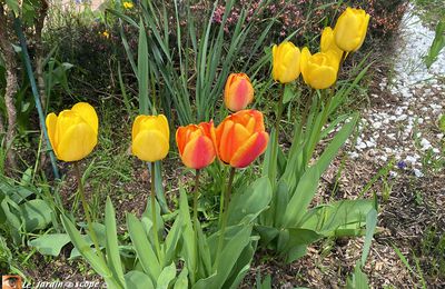 Les tulipes du jardin millésime 2023...