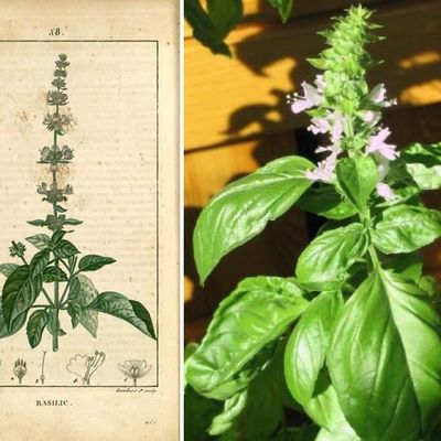 Botanique - Basilic