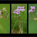 triptyque dans les champs