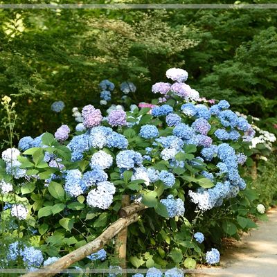 L’hortensia