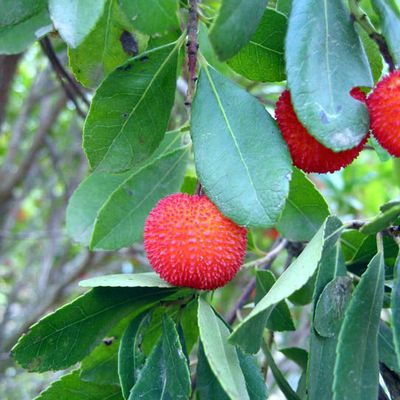 Savon exfoliant à l'arbouse