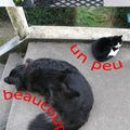 Chien et chat, et l'amour