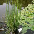 Pour coloniser un plan d'eau...zen !