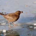 Merlette sur la glace