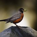 American Robin