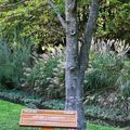 Comme un arbre (Kate)