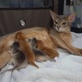 Naissances de nos chatons abyssins