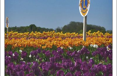 Lions dans les tulipes !