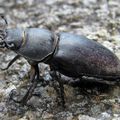 PORTUGAL Gros lucanidae noir ( Dorcus ?)