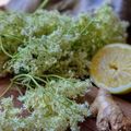Sirop cru de fleur de sureau