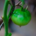 Tomate verte