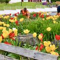 DES TULIPES COLORÉES PLANTÉES EN MODE D’ÉCONOMIE CIRCULAIRE.