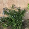 LE BOUQUET DU VENDREDI 