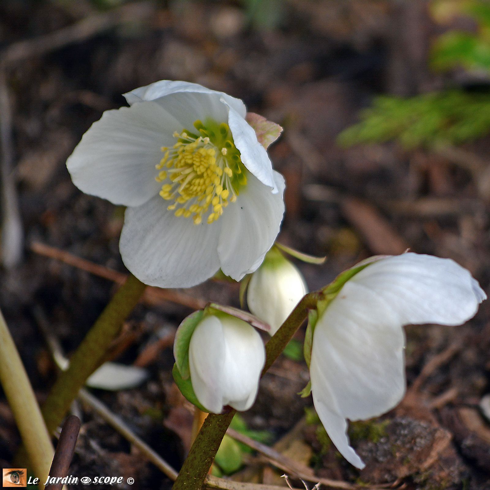 Hellébore noir - Helleborus niger