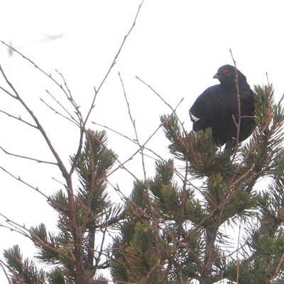 Tétra sous la pluie