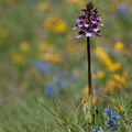 A la découverte des orchidées de la Drôme : l'Orchis pourpre