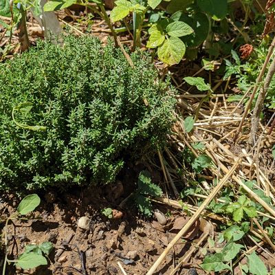 A l'ombre des arbres...