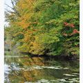 Les sous-bois de La Chapelle (vieux moulin)