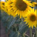 Tournesol