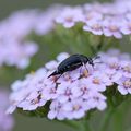 Mordelle * Pintail beetle