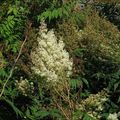 Bouquet de fleurs séchées... Une toute petite