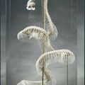 Très beau squelette de python réticulé Malayopython reticulatus, Asie du Sud-Est
