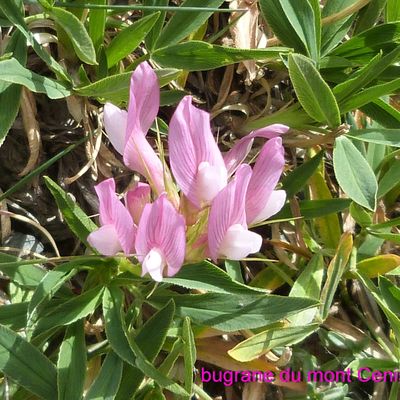 Mamiman s'est découvert une belle passion....